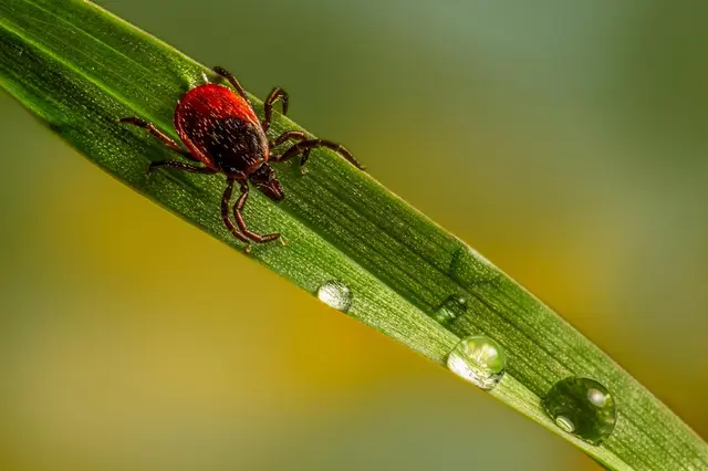 Nepodceňujte klíšťata na zahradě! Tyto voňavé rostliny je udrží dál od vás i vašich dětí