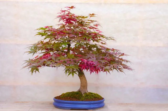 Jak přezimovat bonsaje? Ve skleníku, sklepě i pod listím
