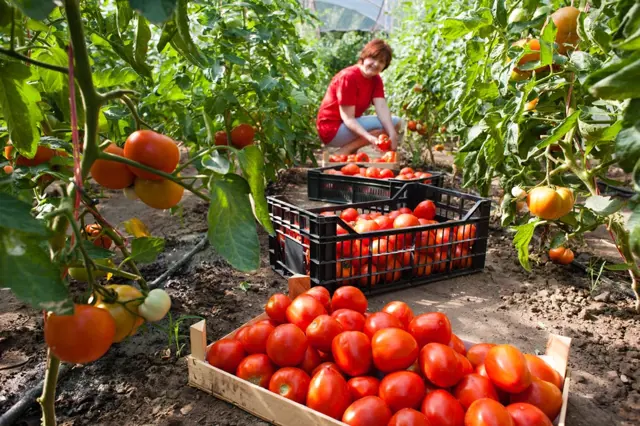 Pěstování rajčat od semínek po sklizeň: Podívejte se pod ruce zkušené zahradnice