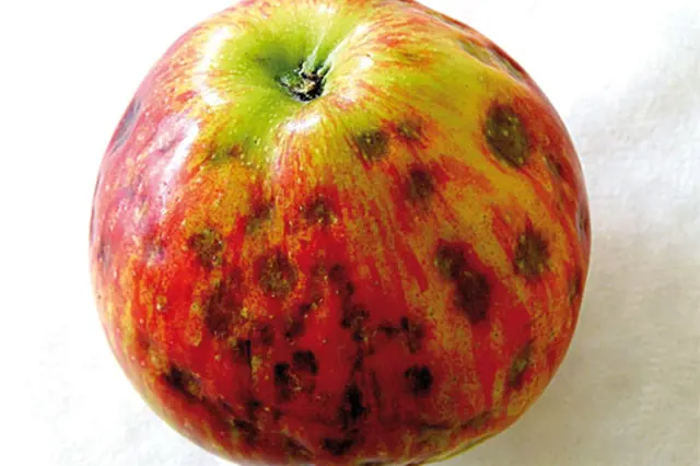 Pihovitost Jablek