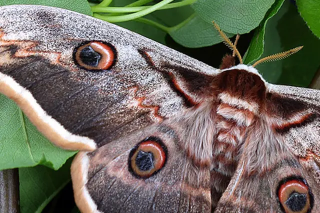 Noční motýli neboli můry: Poznáte krásné lišaje, martináče a jejich housenky?