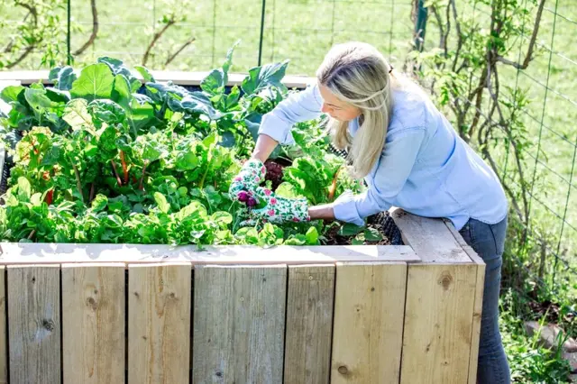 Vyvýšené záhony usnadní pěstování jahod i zeleniny. Jak je správně založit?