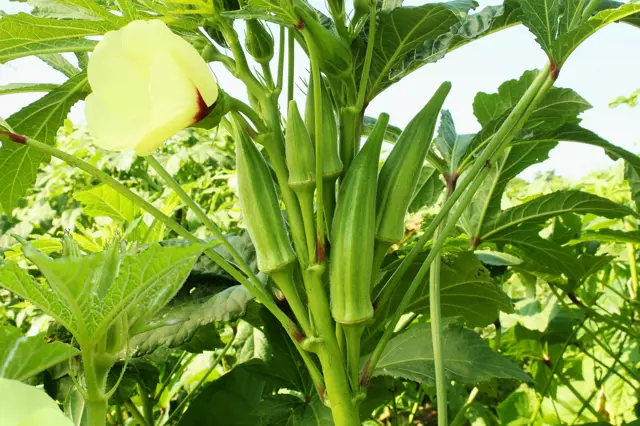 Okra Pestovani (můžete použít, cirkulaci vzduchu, jsou drobní) Okra Pestovani