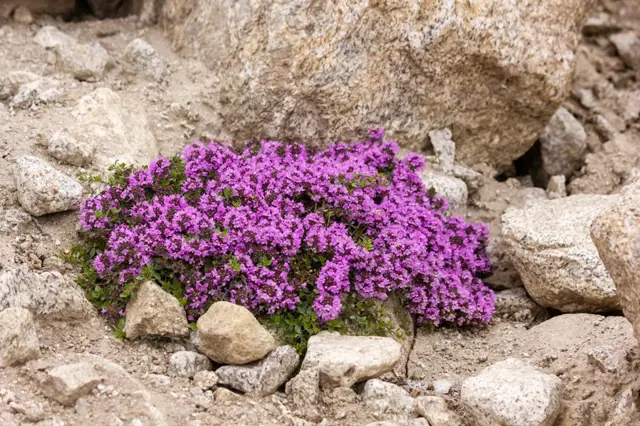 Materidouska Pestovani