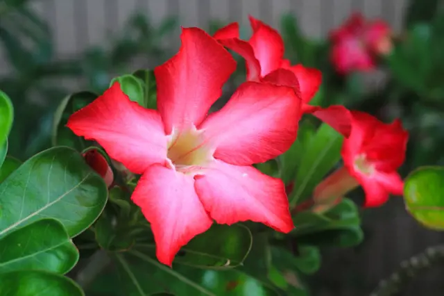 Jak Prezimovat Mandevilla (byste měli, jako jsou, může vést, vegetačního období) Jak Prezimovat Mandevilla