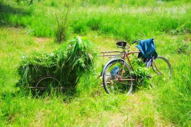 Co s čerstvě posekanou trávou: Hnojivo není jediná možnost, jak ji zpracovat