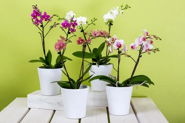 Nekvete vám už orchidej? Zde je chyba, které se dopouští 90 % lidí