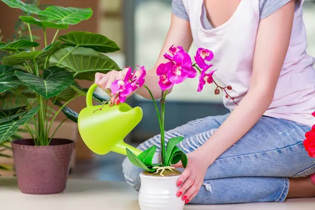 Hnojivo na orchideje zadarmo: Stačí vám brambora. Jak ji správně použít?