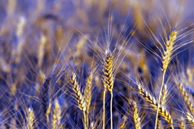 V Brně vymýšlejí modrou pšenici. Má nasytit svět