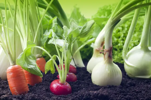 Tyto druhy zeleniny vypěstujete ze semínka za pouhých 30 dnů! Sousedi užasnou