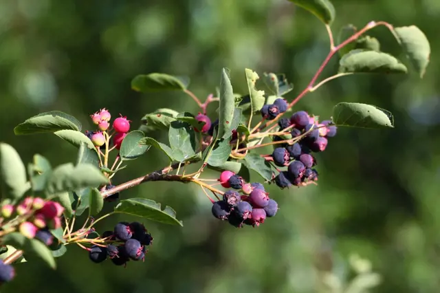 Amelanchier alnifolia – iReceptář.cz