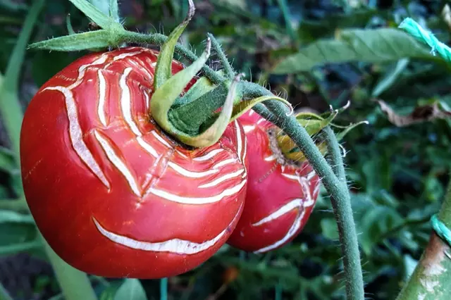 Praskající rajčata: Jak je zachránit a proč se to děje?