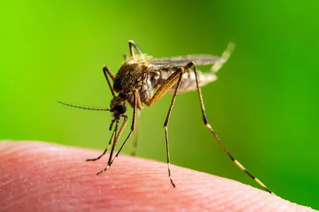 Komáři v noci: Jak na ně vyzrát, aby konečně dali pokoj?