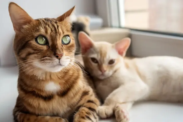Velmi důležitá veterinární rada pro lidi se dvěma kočkami