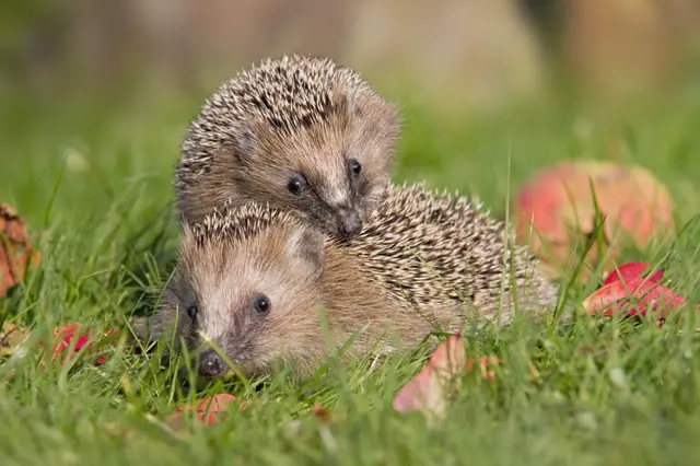 Jak malí bodlináči přicházejí na svět? A jak ubytovat ježčí rodinku na zahradě?