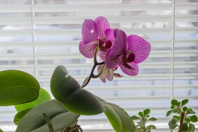 Můrovec: ideální orchidej pro ty, kterým doma zajde i kaktus