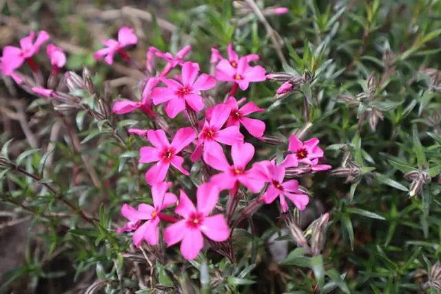 Floxy Strihani (Floxy stříhání, různé typy) Floxy Strihani