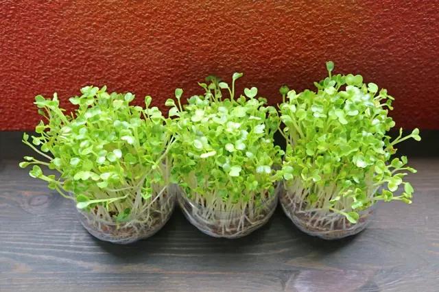 4 druhy zeleniny, které teď v lednu snadno vypěstujete v PET lahvi na okně