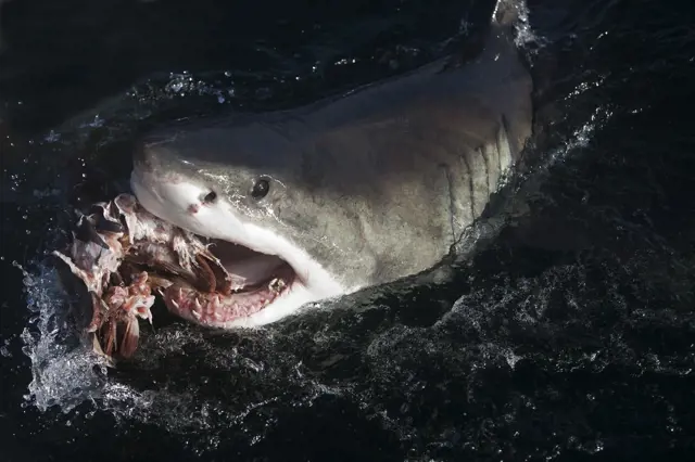 Vědci našli monstrum, co sežralo třímetrového žraloka. Odhalili děsivého tvora