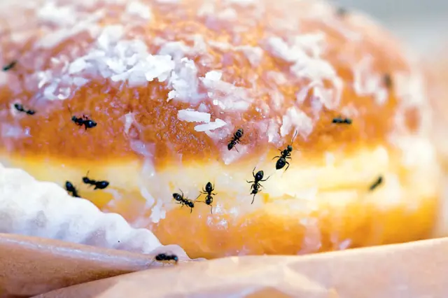 Mravenci v kredenci: Jak se jich zbavit?
