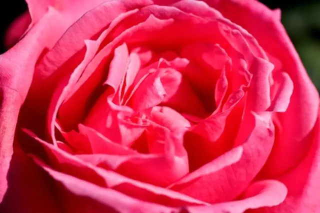 Květiny, které vypadají jako růže, ale růže nejsou. Tyto rarity můžete pěstovat