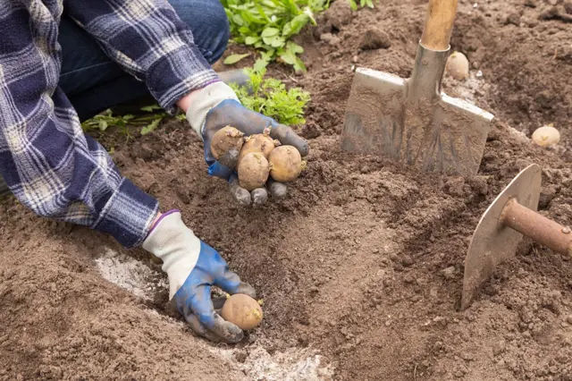 Jak a kdy správně sázet brambory: Odborník radí, jak pro ně připravit půdu