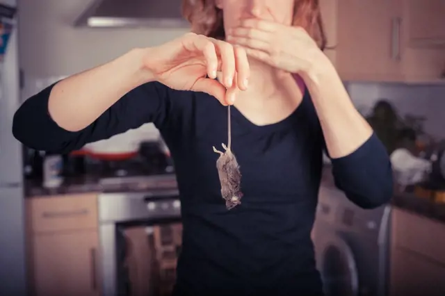 Jak se zbavit myší: Ingredience za pár korun je nepustí přes váš práh