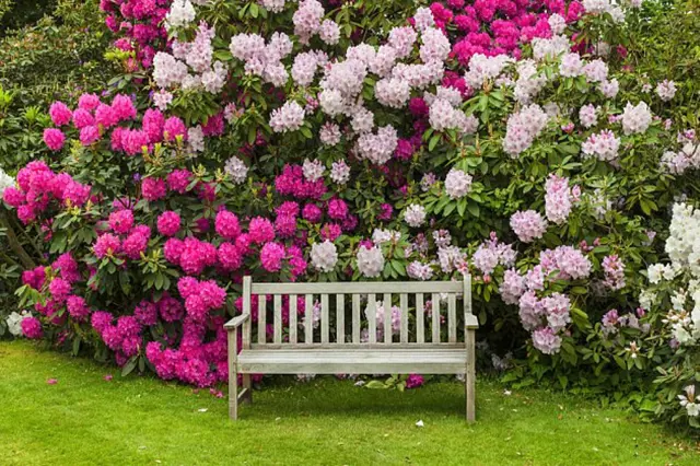 Rhododendron Mnozeni