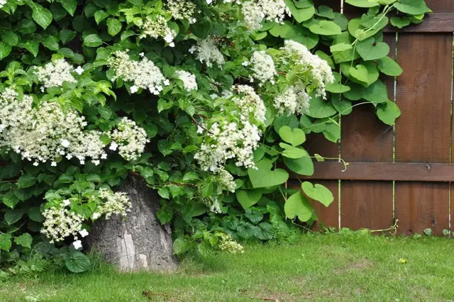Pestrolista Popinava Hortenzie