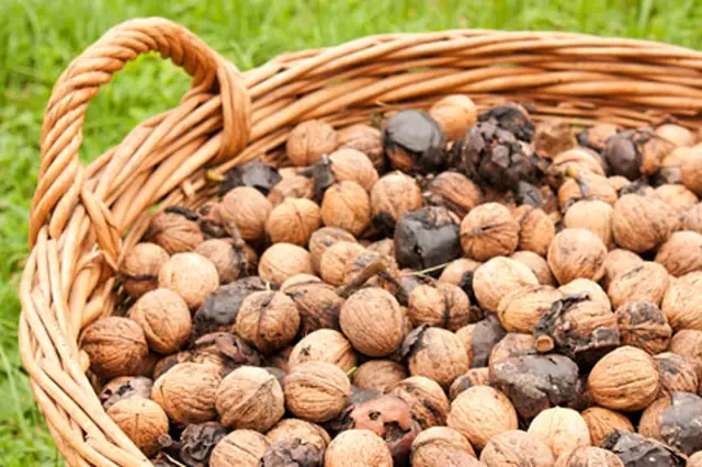 Hnojeni Oresaku (může vést, Tato metoda, hnojit ořešáky, hnojiva jako, hnojiva jsou) Hnojeni Oresaku