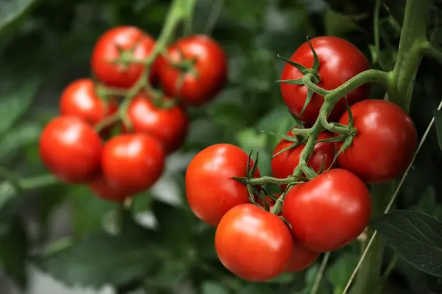Hnojivo na podporu růstu rajčat: Bobkový list vám zajistí až 5x větší úrodu
