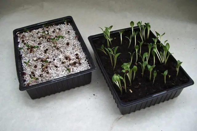 Jak pěstovat reveň na zahradě – ze semen nebo sazenic?