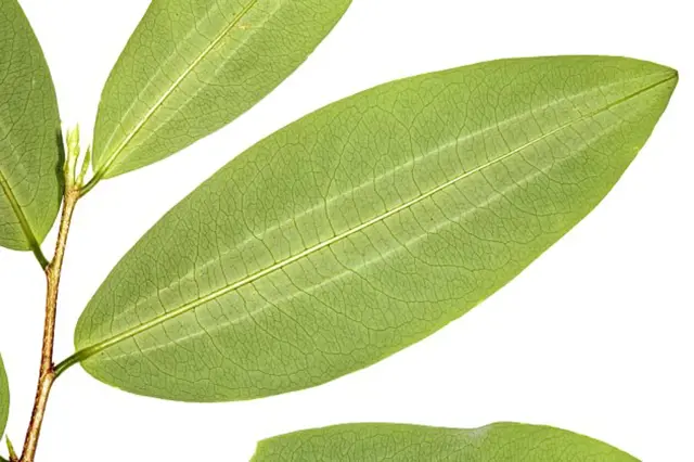 Pestovani Koky V Cr (Kaktusů Sukulentů, pěstování koky, Erythroxylum coca, hnilobě kořenů) Pestovani Koky V Cr