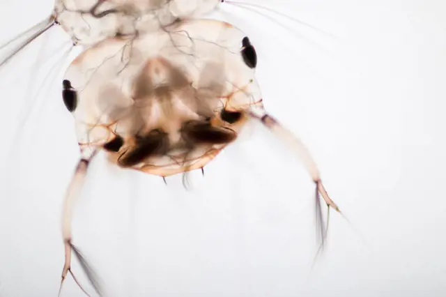 Jak vyzrát na komáry, ještě než se vylíhnou: Pomůže vám jednoduchý trik s olejem