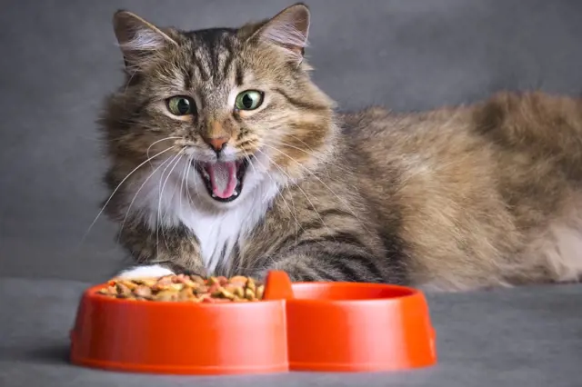 Které chutě jídla rozlišuje kočka? Sladké necítí, zná ale chuť umami!