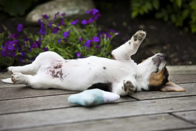 Podivné způsoby psího spaní: Když váš chlupáč leží na zádech, chladí se