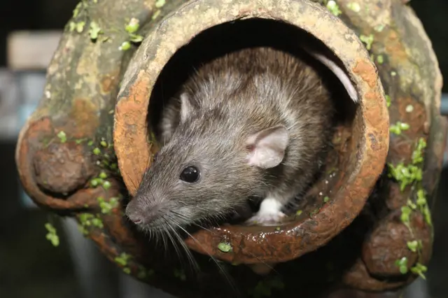 Potkan může vyplavat i z vaší toalety. Jak mu v tom zabránit?