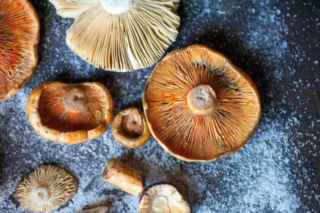Podzimní houbařská sezóna: Jak najít a poznat lahodné ryzce?