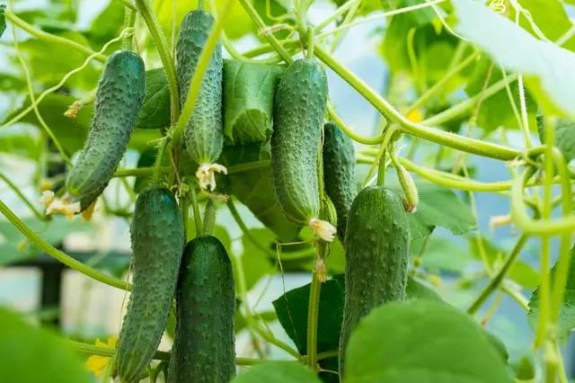Okurky budou letos produkovat šílené výnosy, pokud je zasadíte přesně takto