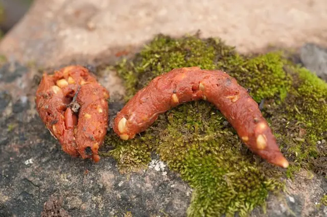 Kuna A Jeji Trus (jako jsou, které mohou, Trus kuny, jiných zvířat) Kuna A Jeji Trus