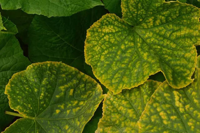 Hranaté skvrny na listech okurek: Jednejte ihned, jedině tak zachráníte úrodu