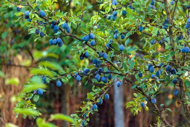 Slivoně, báječné ovocné stromy: Jak a které si ještě letos vysadit?