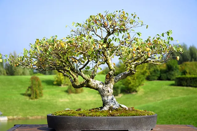 Jak Vypestovat Bonsai (dobře propustnou, dobře propustnou půdu, propustnou půdu, pěstování bonsai) Jak Vypestovat Bonsai
