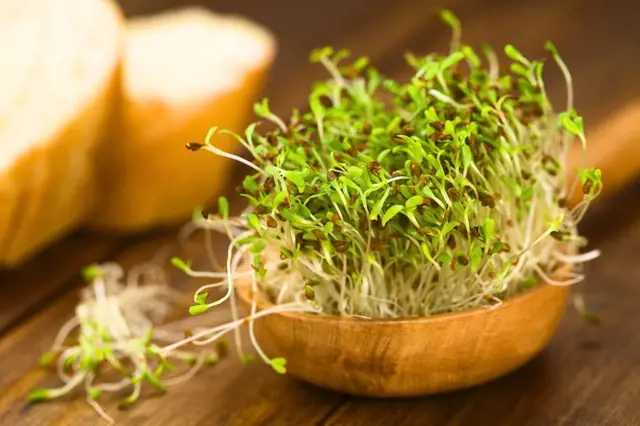 Pozor na špatně naklíčená semena: Mohou být toxická a poškodit zdraví
