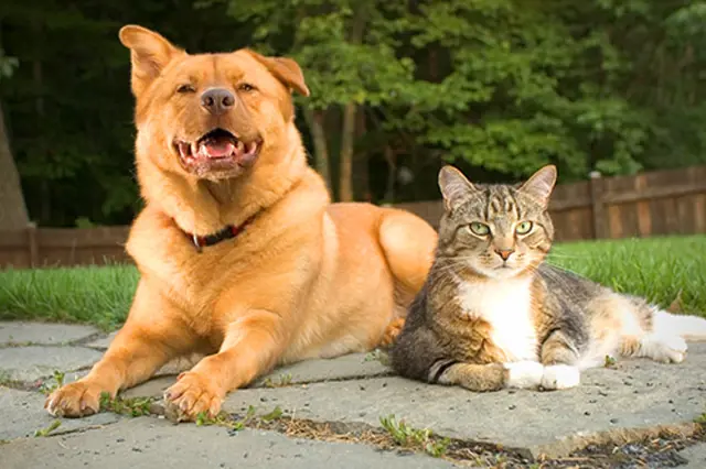 Pes a kočka z útulku: výhody a rizika