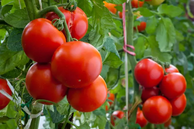 Správné zalévání rajčat v různých fázích vývoje rozhoduje o velikosti a kvalitě úrody
