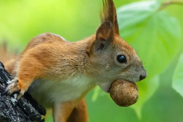 Veverky loupou na krmítku ořechy, plši a plšíci tvrdě spí