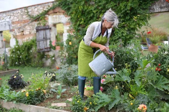 Jednoduchá pravidla, jak zalévat zeleninu, aby abyste zabránili vzniku plísně