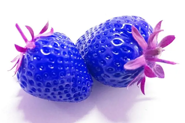 Modré jahody jsou prý sladší a odolají mrazu. Dejte na ně pozor, realita je jiná