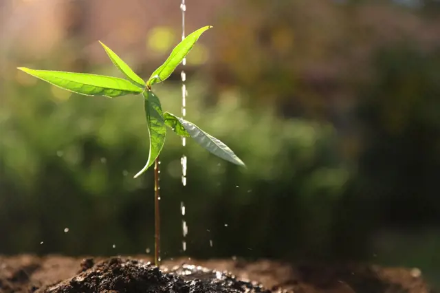 Jak si vyrobit hnojivo zadarmo: Chce to trochu času, ale za tu úrodu to stojí!